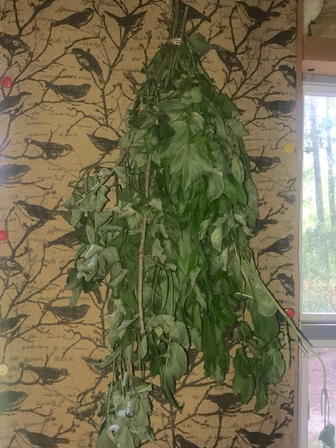 A bundle of herbs that hang while they dry