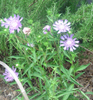 FLOWER ESSENCE BATH