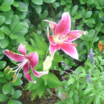 Star Gaze with red flowers that have yellow highlights