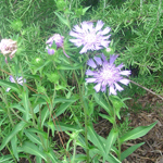 Swamp Root with light purple flowers