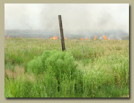 Orange flames flare up in a marsh fire