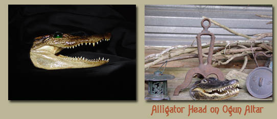 Alligator head juju